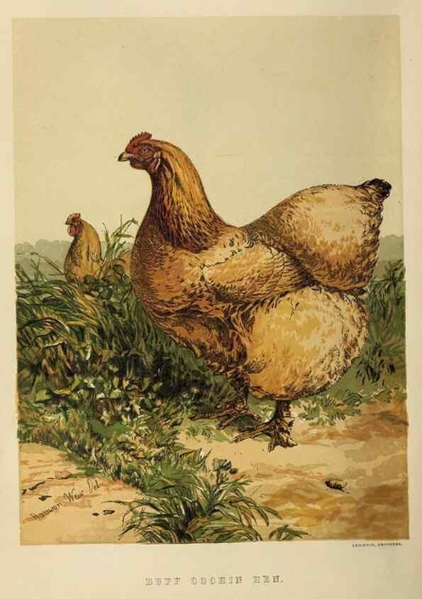 Reproducción/Reproduction 37089401305: The poultry book :. London ;G. Routledge,1867.