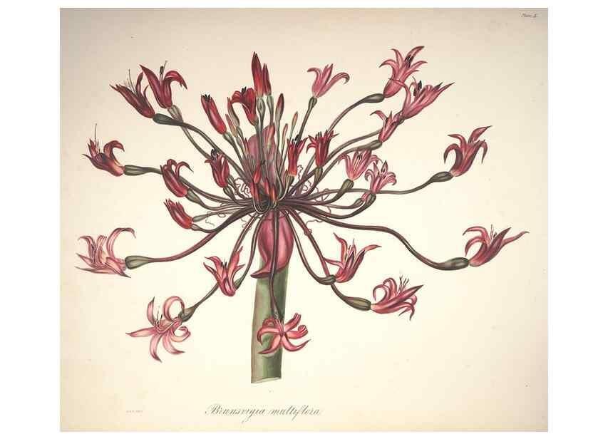 Reproducción/Reproduction 37088393765: Specimens of the flora of South Africa /. London,1849.