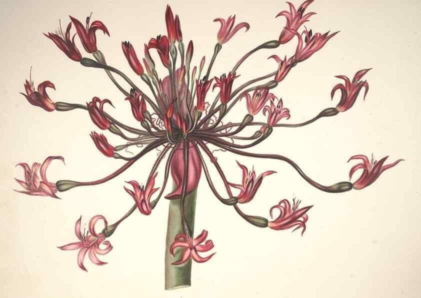 Reproducción/Reproduction 37088393765: Specimens of the flora of South Africa /. London,1849.