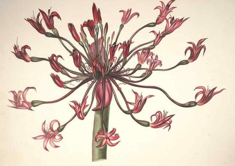Reproducción/Reproduction 37088393765: Specimens of the flora of South Africa /. London,1849.