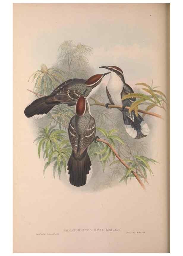 Reproducción/Reproduction 36614933720: The birds of Australia, supplement /. London :Printed by Taylor and Francis ... published by the author ...,[1851]-1869.
