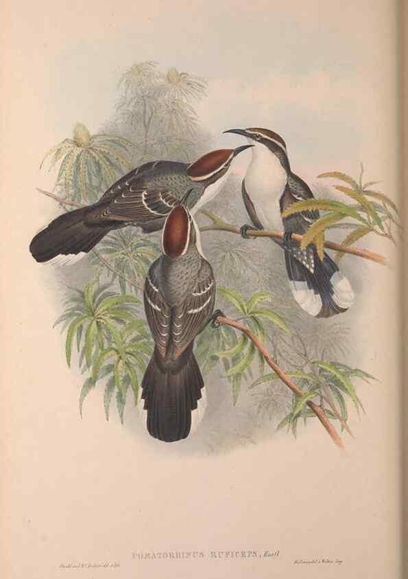 Reproducción/Reproduction 36614933720: The birds of Australia, supplement /. London :Printed by Taylor and Francis ... published by the author ...,[1851]-1869.