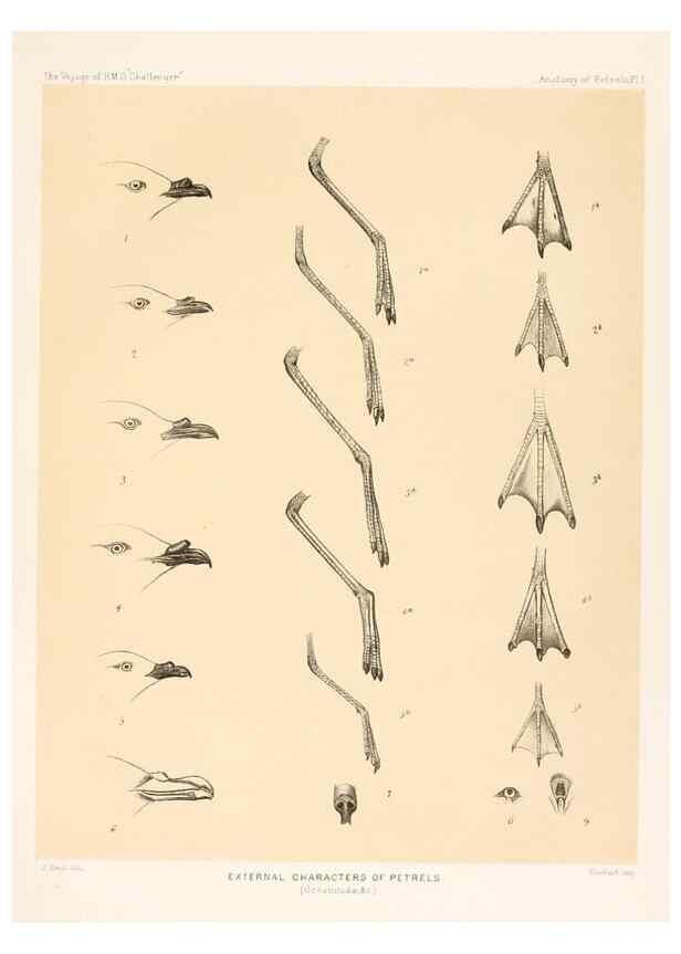Reproducción/Reproduction 36925764422: Report on the scientific results of the voyage of H.M.S. Challenger during the years 1873-76 under the command of Captain George S. Nares .... Edinburgh :Neill,1880-1895.