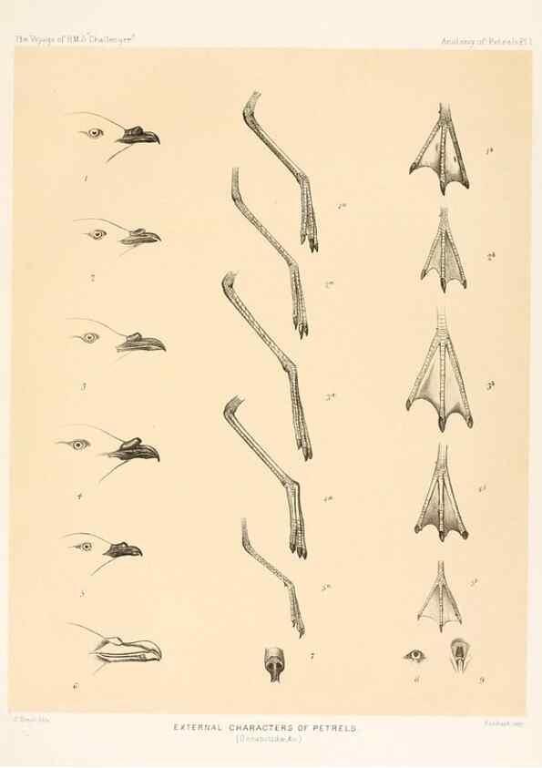Reproducción/Reproduction 36925764422: Report on the scientific results of the voyage of H.M.S. Challenger during the years 1873-76 under the command of Captain George S. Nares .... Edinburgh :Neill,1880-1895.
