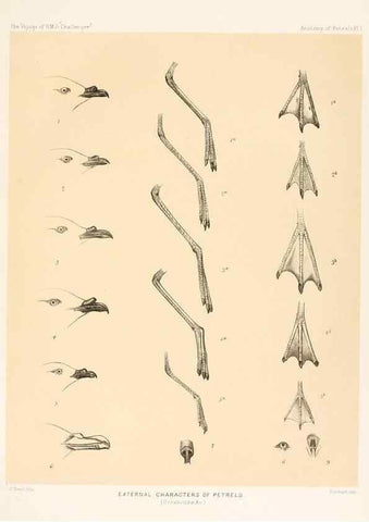 Reproducción/Reproduction 36925764422: Report on the scientific results of the voyage of H.M.S. Challenger during the years 1873-76 under the command of Captain George S. Nares .... Edinburgh :Neill,1880-1895.