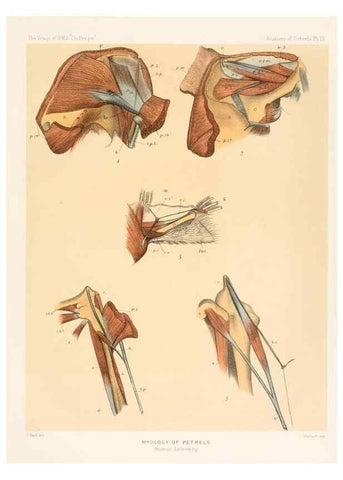 Reproducción/Reproduction 36283297523: Report on the scientific results of the voyage of H.M.S. Challenger during the years 1873-76 under the command of Captain George S. Nares .... Edinburgh :Neill,1880-1895.