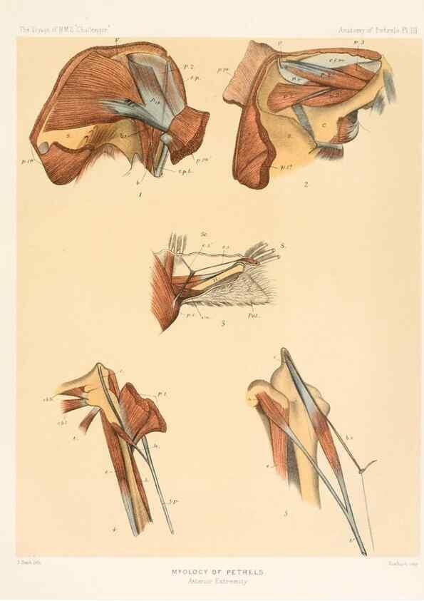Reproducción/Reproduction 36283297523: Report on the scientific results of the voyage of H.M.S. Challenger during the years 1873-76 under the command of Captain George S. Nares .... Edinburgh :Neill,1880-1895.
