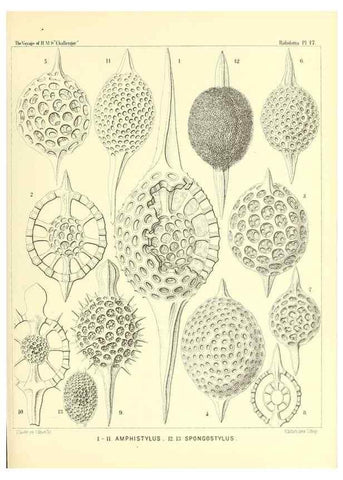 Reproducción/Reproduction 36283653533: Report on the scientific results of the voyage of H.M.S. Challenger during the years 1873-76 under the command of Captain George S. Nares .... Edinburgh :Neill,1880-1895.