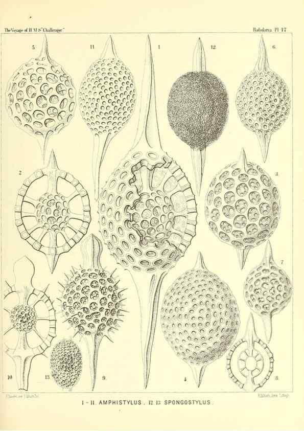 Reproducción/Reproduction 36283653533: Report on the scientific results of the voyage of H.M.S. Challenger during the years 1873-76 under the command of Captain George S. Nares .... Edinburgh :Neill,1880-1895.