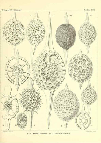 Reproducción/Reproduction 36283653533: Report on the scientific results of the voyage of H.M.S. Challenger during the years 1873-76 under the command of Captain George S. Nares .... Edinburgh :Neill,1880-1895.