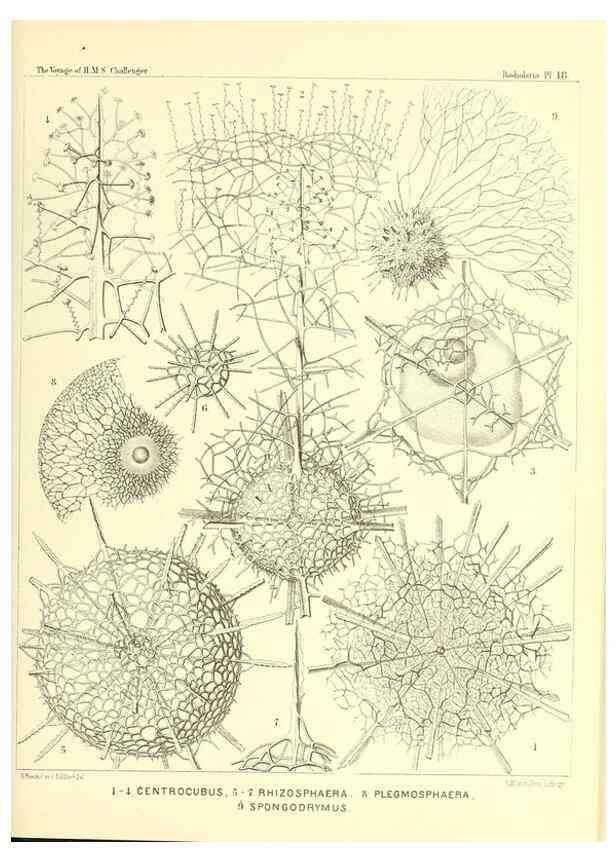 Reproducción/Reproduction 36283655483: Report on the scientific results of the voyage of H.M.S. Challenger during the years 1873-76 under the command of Captain George S. Nares .... Edinburgh :Neill,1880-1895.