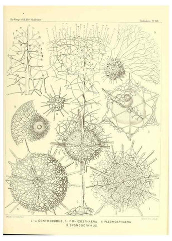 Reproducción/Reproduction 36283655483: Report on the scientific results of the voyage of H.M.S. Challenger during the years 1873-76 under the command of Captain George S. Nares .... Edinburgh :Neill,1880-1895.