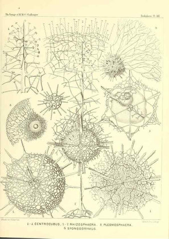 Reproducción/Reproduction 36283655483: Report on the scientific results of the voyage of H.M.S. Challenger during the years 1873-76 under the command of Captain George S. Nares .... Edinburgh :Neill,1880-1895.