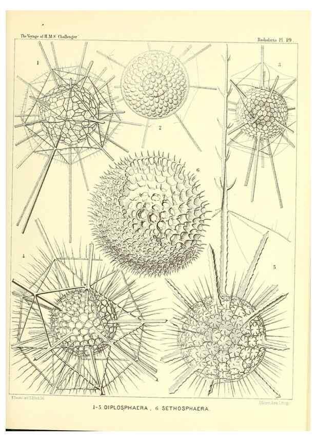 Reproducción/Reproduction 36283657633: Report on the scientific results of the voyage of H.M.S. Challenger during the years 1873-76 under the command of Captain George S. Nares .... Edinburgh :Neill,1880-1895.