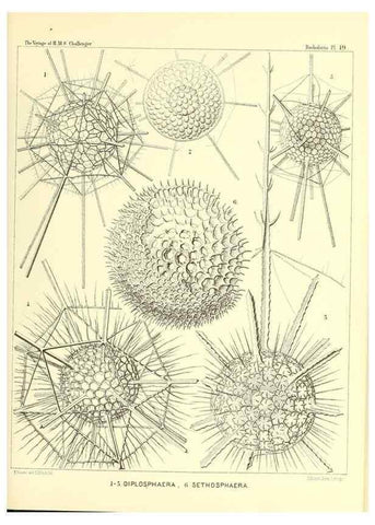 Reproducción/Reproduction 36283657633: Report on the scientific results of the voyage of H.M.S. Challenger during the years 1873-76 under the command of Captain George S. Nares .... Edinburgh :Neill,1880-1895.