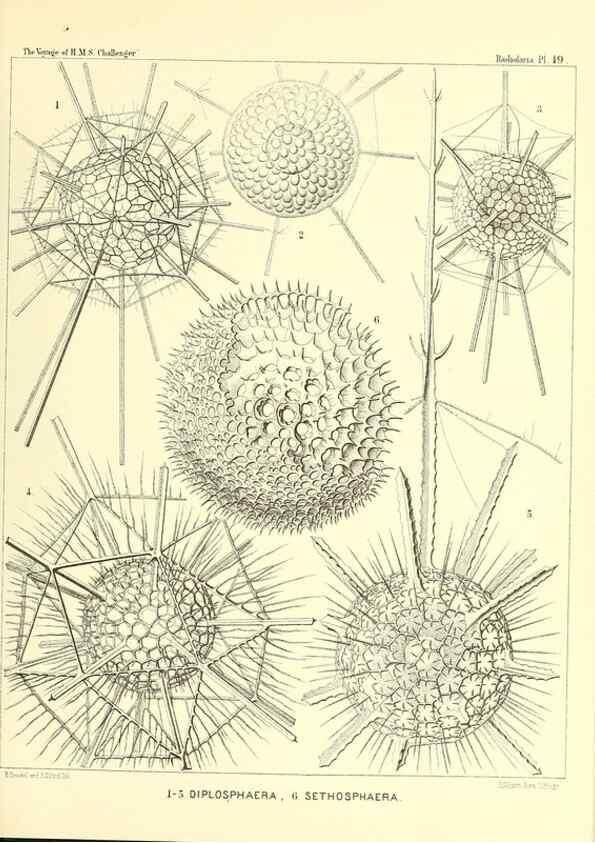 Reproducción/Reproduction 36283657633: Report on the scientific results of the voyage of H.M.S. Challenger during the years 1873-76 under the command of Captain George S. Nares .... Edinburgh :Neill,1880-1895.