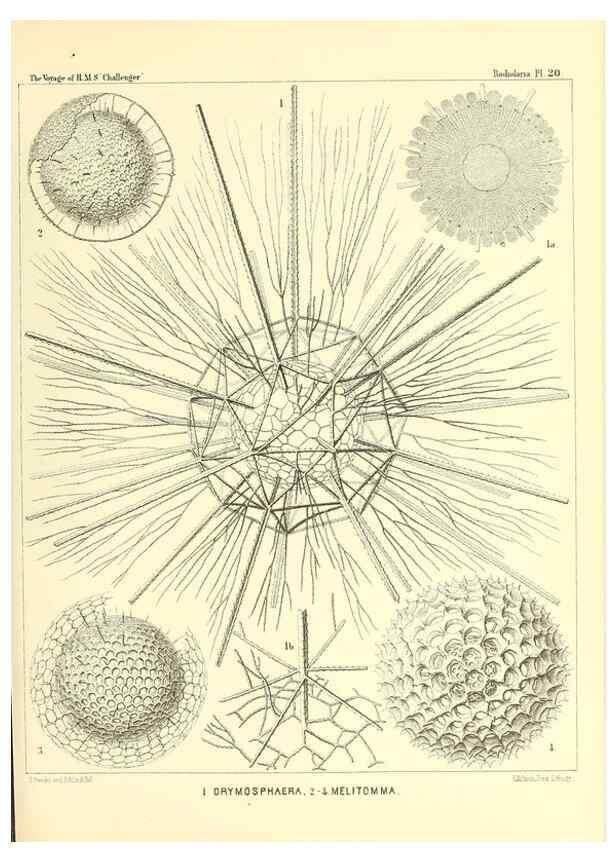 Reproducción/Reproduction 36283659683: Report on the scientific results of the voyage of H.M.S. Challenger during the years 1873-76 under the command of Captain George S. Nares .... Edinburgh :Neill,1880-1895.