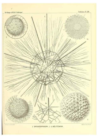 Reproducción/Reproduction 36283659683: Report on the scientific results of the voyage of H.M.S. Challenger during the years 1873-76 under the command of Captain George S. Nares .... Edinburgh :Neill,1880-1895.