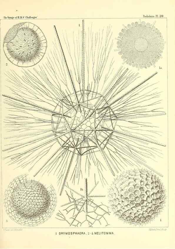 Reproducción/Reproduction 36283659683: Report on the scientific results of the voyage of H.M.S. Challenger during the years 1873-76 under the command of Captain George S. Nares .... Edinburgh :Neill,1880-1895.