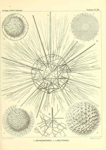Reproducción/Reproduction 36283659683: Report on the scientific results of the voyage of H.M.S. Challenger during the years 1873-76 under the command of Captain George S. Nares .... Edinburgh :Neill,1880-1895.