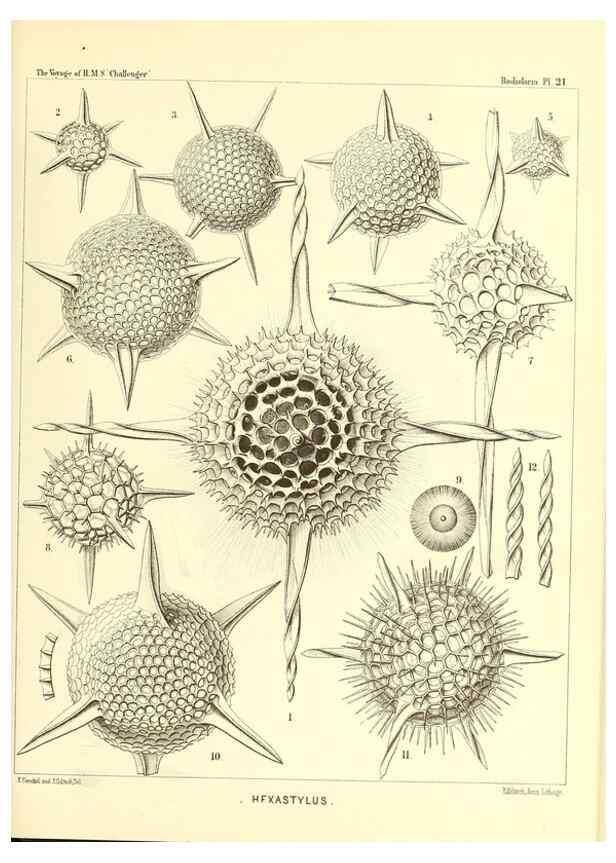 Reproducción/Reproduction 36926194812: Report on the scientific results of the voyage of H.M.S. Challenger during the years 1873-76 under the command of Captain George S. Nares .... Edinburgh :Neill,1880-1895.