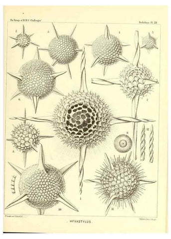 Reproducción/Reproduction 36926194812: Report on the scientific results of the voyage of H.M.S. Challenger during the years 1873-76 under the command of Captain George S. Nares .... Edinburgh :Neill,1880-1895.