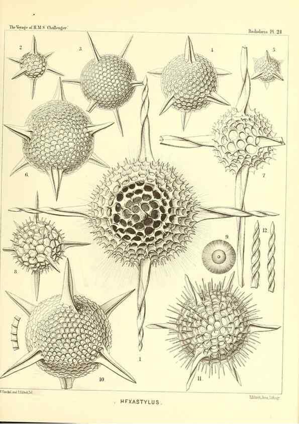 Reproducción/Reproduction 36926194812: Report on the scientific results of the voyage of H.M.S. Challenger during the years 1873-76 under the command of Captain George S. Nares .... Edinburgh :Neill,1880-1895.