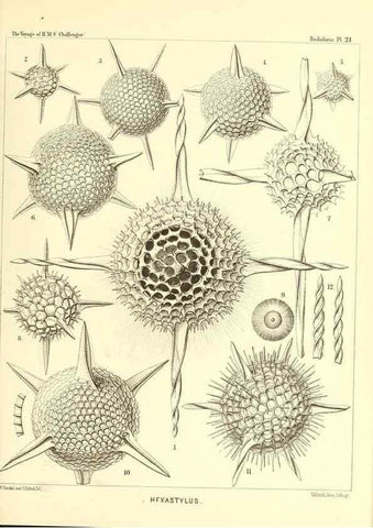 Reproducción/Reproduction 36926194812: Report on the scientific results of the voyage of H.M.S. Challenger during the years 1873-76 under the command of Captain George S. Nares .... Edinburgh :Neill,1880-1895.