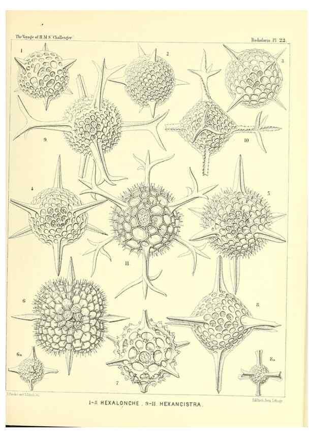 Reproducción/Reproduction 36926196942: Report on the scientific results of the voyage of H.M.S. Challenger during the years 1873-76 under the command of Captain George S. Nares .... Edinburgh :Neill,1880-1895.