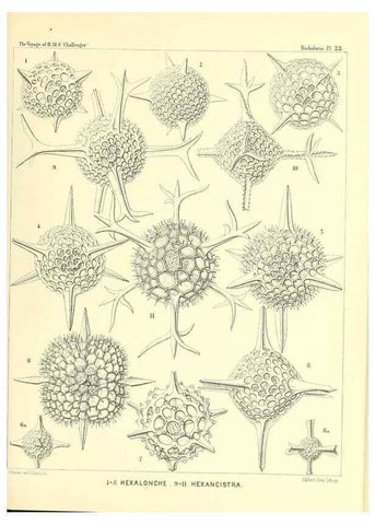 Reproducción/Reproduction 36926196942: Report on the scientific results of the voyage of H.M.S. Challenger during the years 1873-76 under the command of Captain George S. Nares .... Edinburgh :Neill,1880-1895.