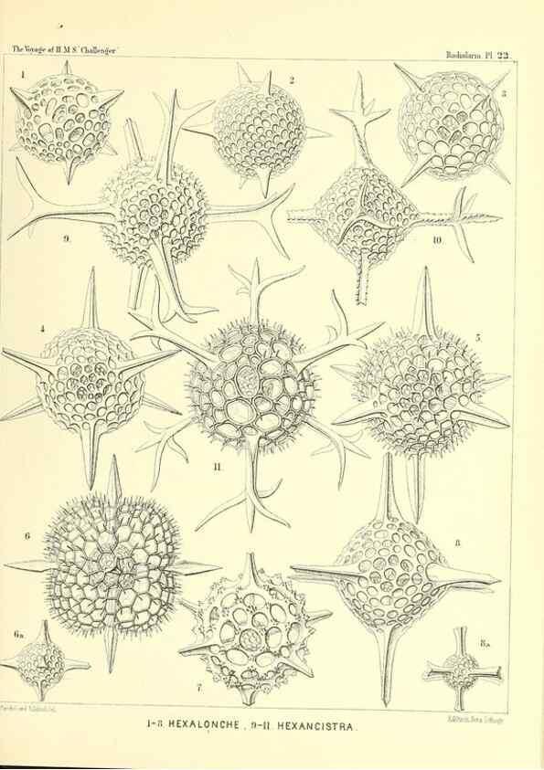 Reproducción/Reproduction 36926196942: Report on the scientific results of the voyage of H.M.S. Challenger during the years 1873-76 under the command of Captain George S. Nares .... Edinburgh :Neill,1880-1895.