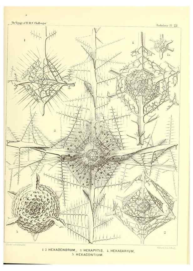 Reproducción/Reproduction 36926199232: Report on the scientific results of the voyage of H.M.S. Challenger during the years 1873-76 under the command of Captain George S. Nares .... Edinburgh :Neill,1880-1895.