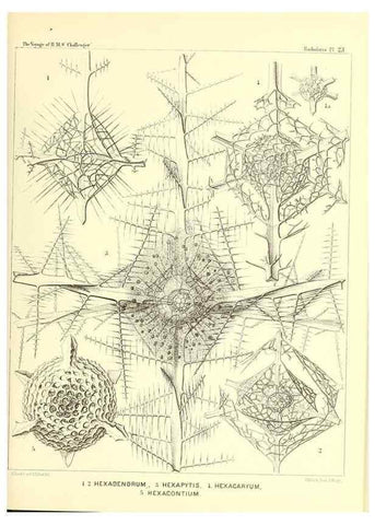 Reproducción/Reproduction 36926199232: Report on the scientific results of the voyage of H.M.S. Challenger during the years 1873-76 under the command of Captain George S. Nares .... Edinburgh :Neill,1880-1895.