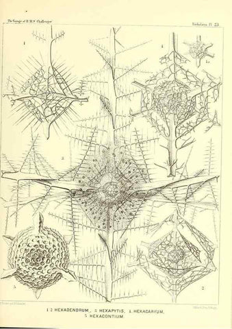 Reproducción/Reproduction 36926199232: Report on the scientific results of the voyage of H.M.S. Challenger during the years 1873-76 under the command of Captain George S. Nares .... Edinburgh :Neill,1880-1895.