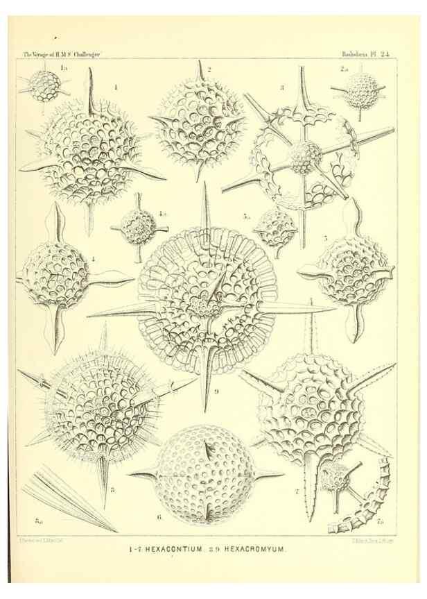 Reproducción/Reproduction 36926201862: Report on the scientific results of the voyage of H.M.S. Challenger during the years 1873-76 under the command of Captain George S. Nares .... Edinburgh :Neill,1880-1895.