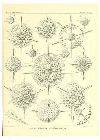 Reproducción/Reproduction 36926201862: Report on the scientific results of the voyage of H.M.S. Challenger during the years 1873-76 under the command of Captain George S. Nares .... Edinburgh :Neill,1880-1895.