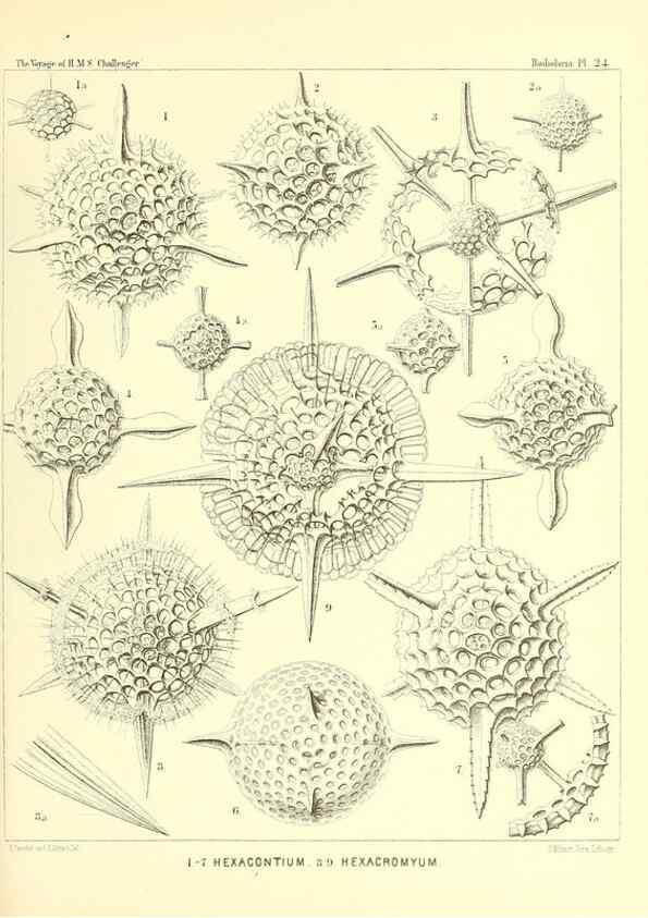 Reproducción/Reproduction 36926201862: Report on the scientific results of the voyage of H.M.S. Challenger during the years 1873-76 under the command of Captain George S. Nares .... Edinburgh :Neill,1880-1895.
