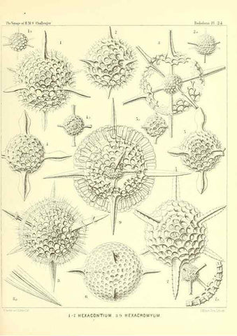 Reproducción/Reproduction 36926201862: Report on the scientific results of the voyage of H.M.S. Challenger during the years 1873-76 under the command of Captain George S. Nares .... Edinburgh :Neill,1880-1895.