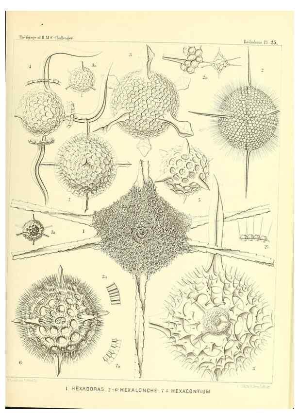Reproducción/Reproduction 36926204202: Report on the scientific results of the voyage of H.M.S. Challenger during the years 1873-76 under the command of Captain George S. Nares .... Edinburgh :Neill,1880-1895.