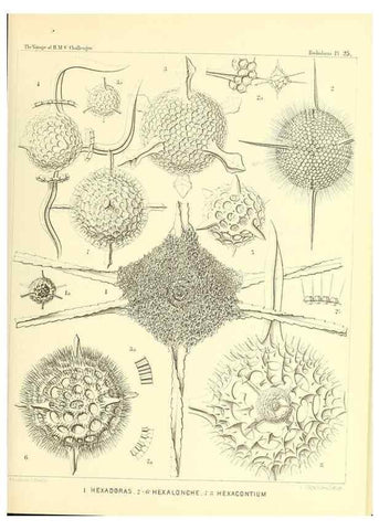 Reproducción/Reproduction 36926204202: Report on the scientific results of the voyage of H.M.S. Challenger during the years 1873-76 under the command of Captain George S. Nares .... Edinburgh :Neill,1880-1895.