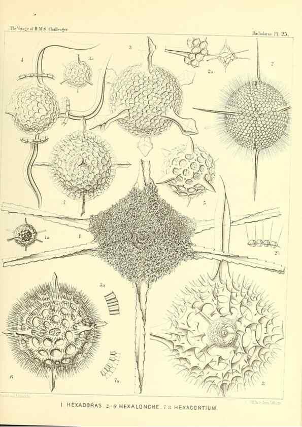Reproducción/Reproduction 36926204202: Report on the scientific results of the voyage of H.M.S. Challenger during the years 1873-76 under the command of Captain George S. Nares .... Edinburgh :Neill,1880-1895.