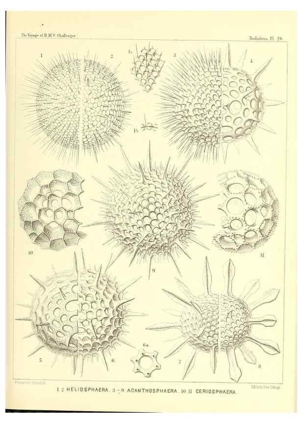 Reproducción/Reproduction 36926207552: Report on the scientific results of the voyage of H.M.S. Challenger during the years 1873-76 under the command of Captain George S. Nares .... Edinburgh :Neill,1880-1895.