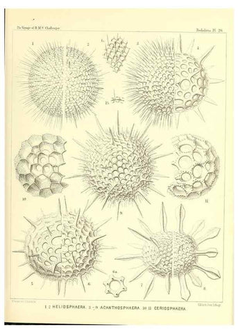 Reproducción/Reproduction 36926207552: Report on the scientific results of the voyage of H.M.S. Challenger during the years 1873-76 under the command of Captain George S. Nares .... Edinburgh :Neill,1880-1895.
