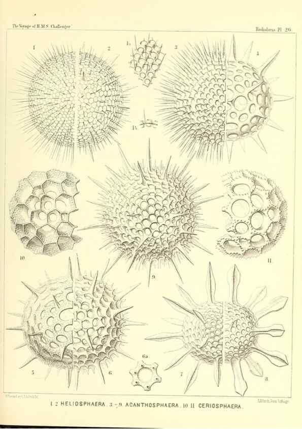 Reproducción/Reproduction 36926207552: Report on the scientific results of the voyage of H.M.S. Challenger during the years 1873-76 under the command of Captain George S. Nares .... Edinburgh :Neill,1880-1895.