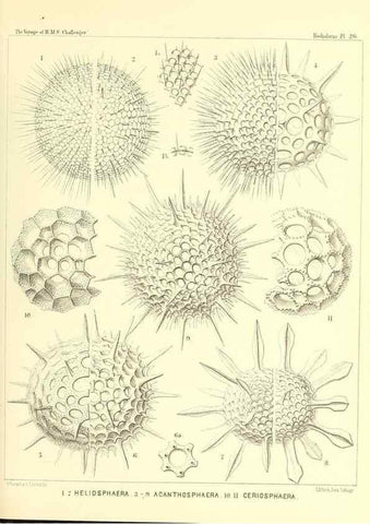 Reproducción/Reproduction 36926207552: Report on the scientific results of the voyage of H.M.S. Challenger during the years 1873-76 under the command of Captain George S. Nares .... Edinburgh :Neill,1880-1895.