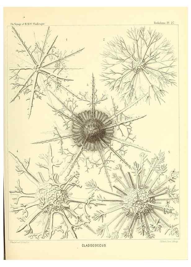 Reproducción/Reproduction 36926211002: Report on the scientific results of the voyage of H.M.S. Challenger during the years 1873-76 under the command of Captain George S. Nares .... Edinburgh :Neill,1880-1895.