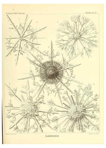 Reproducción/Reproduction 36926211002: Report on the scientific results of the voyage of H.M.S. Challenger during the years 1873-76 under the command of Captain George S. Nares .... Edinburgh :Neill,1880-1895.
