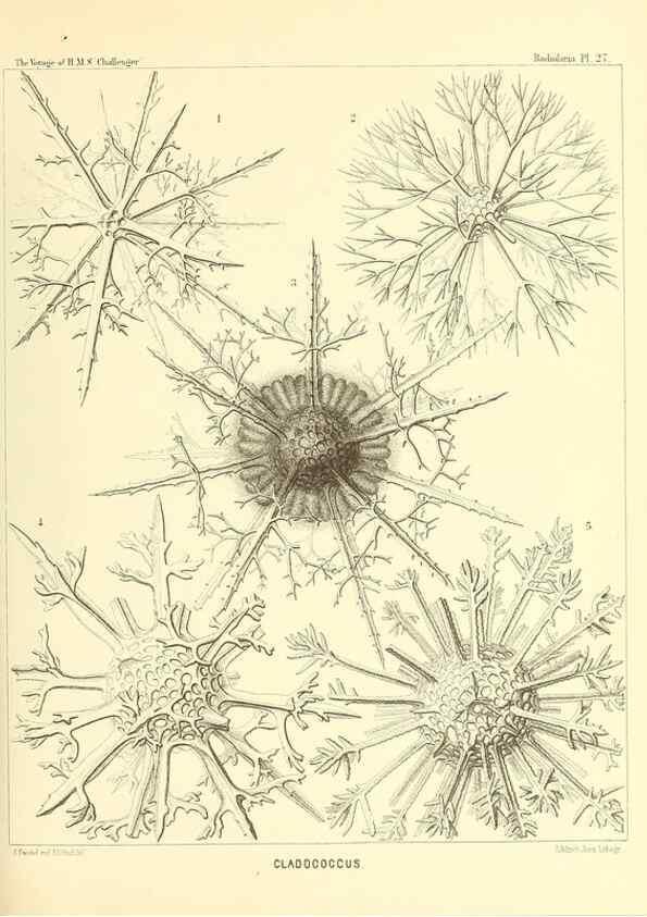 Reproducción/Reproduction 36926211002: Report on the scientific results of the voyage of H.M.S. Challenger during the years 1873-76 under the command of Captain George S. Nares .... Edinburgh :Neill,1880-1895.
