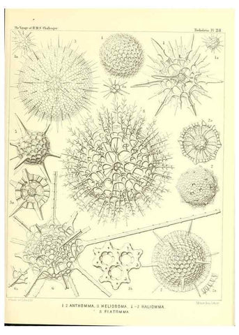 Reproducción/Reproduction 37096553325: Report on the scientific results of the voyage of H.M.S. Challenger during the years 1873-76 under the command of Captain George S. Nares .... Edinburgh :Neill,1880-1895.