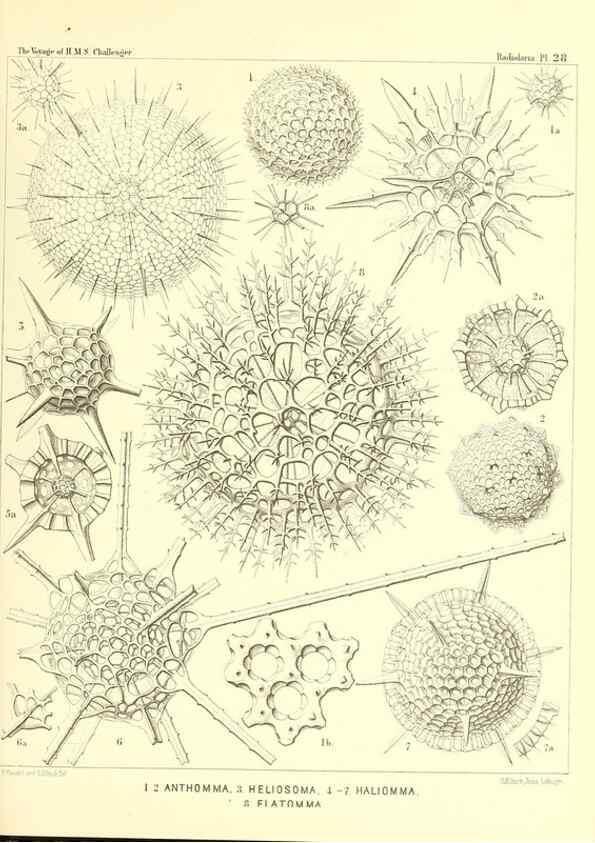 Reproducción/Reproduction 37096553325: Report on the scientific results of the voyage of H.M.S. Challenger during the years 1873-76 under the command of Captain George S. Nares .... Edinburgh :Neill,1880-1895.